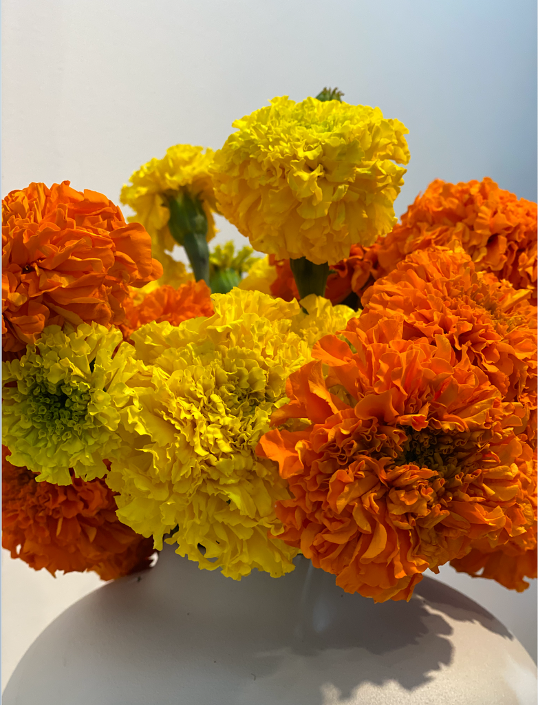 MARIGOLD